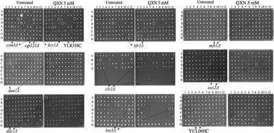 Mft1, identified from a genome-wide screen of the yeast haploid mutants, mediates cell cycle arrest to counteract quinoxaline-induced toxicity